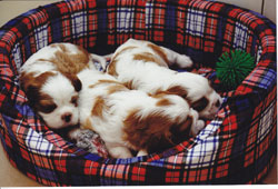 5 week old blenheim cavalier puppies in a bed
