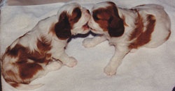 4 week old cavalier puppies playing