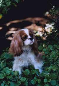 Callie a Blenheim puppy