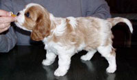 Lottie a blenheim Cavalier at 6 weeks old