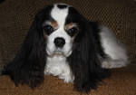 In memory of Marlee one of our cavaliers no longer with us