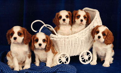 5 Blenheim Cavalier puppies in a baby carriage