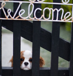 Blenheim puppy looking through a welcome sign gate