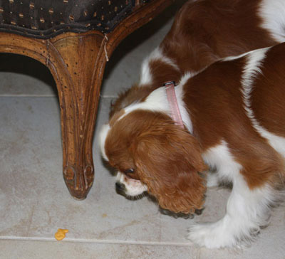 Young Cavalier finds her first goldfish