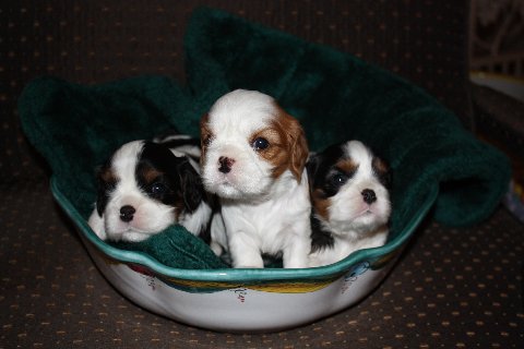 teenie puppies in a bowl